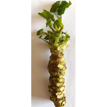 WASABI L 55/65g (raiz de...
