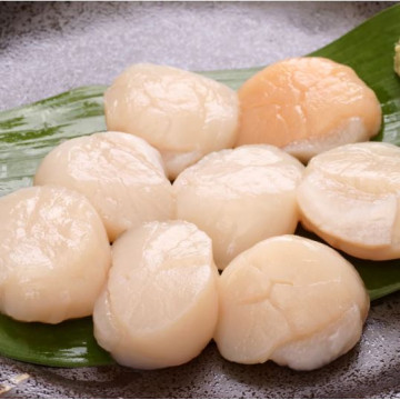 Hotate 4S 51/60 de Japon...